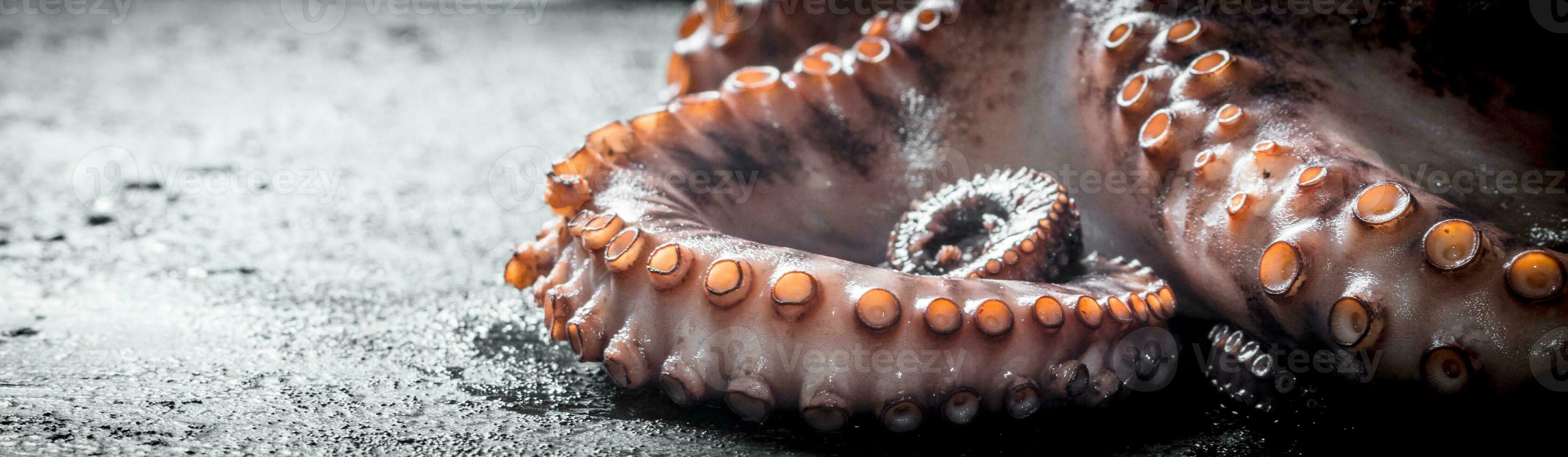 Fresh sea octopus. photo