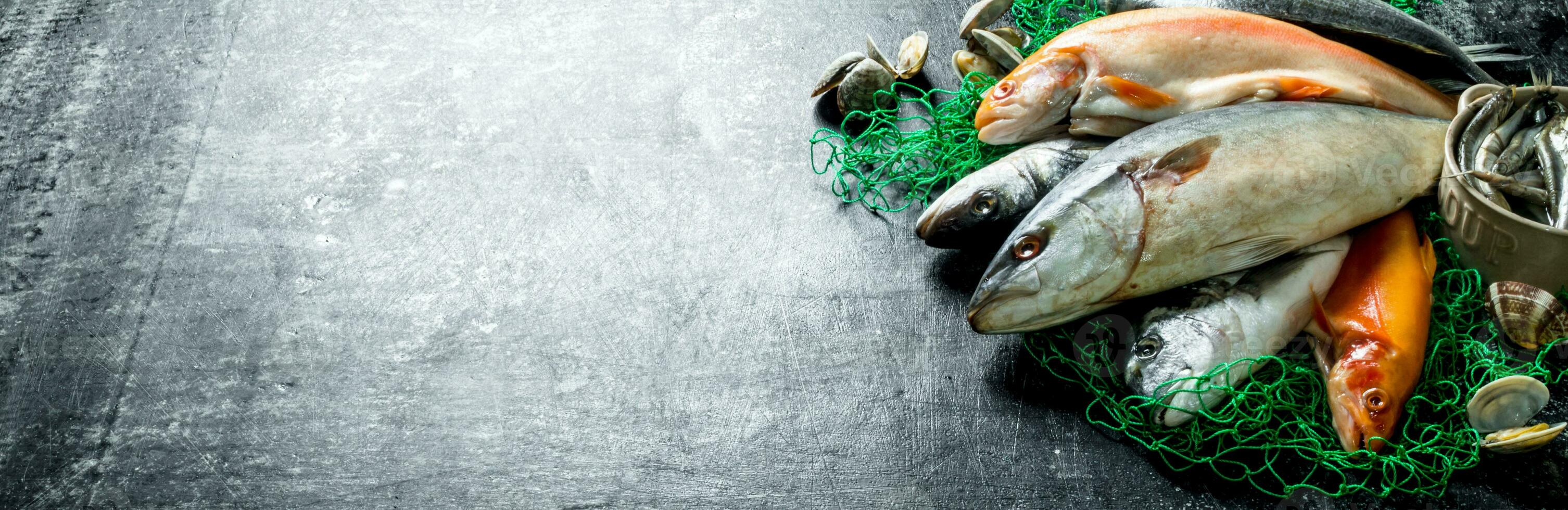 Fresh fish on a fishing net with oysters. photo