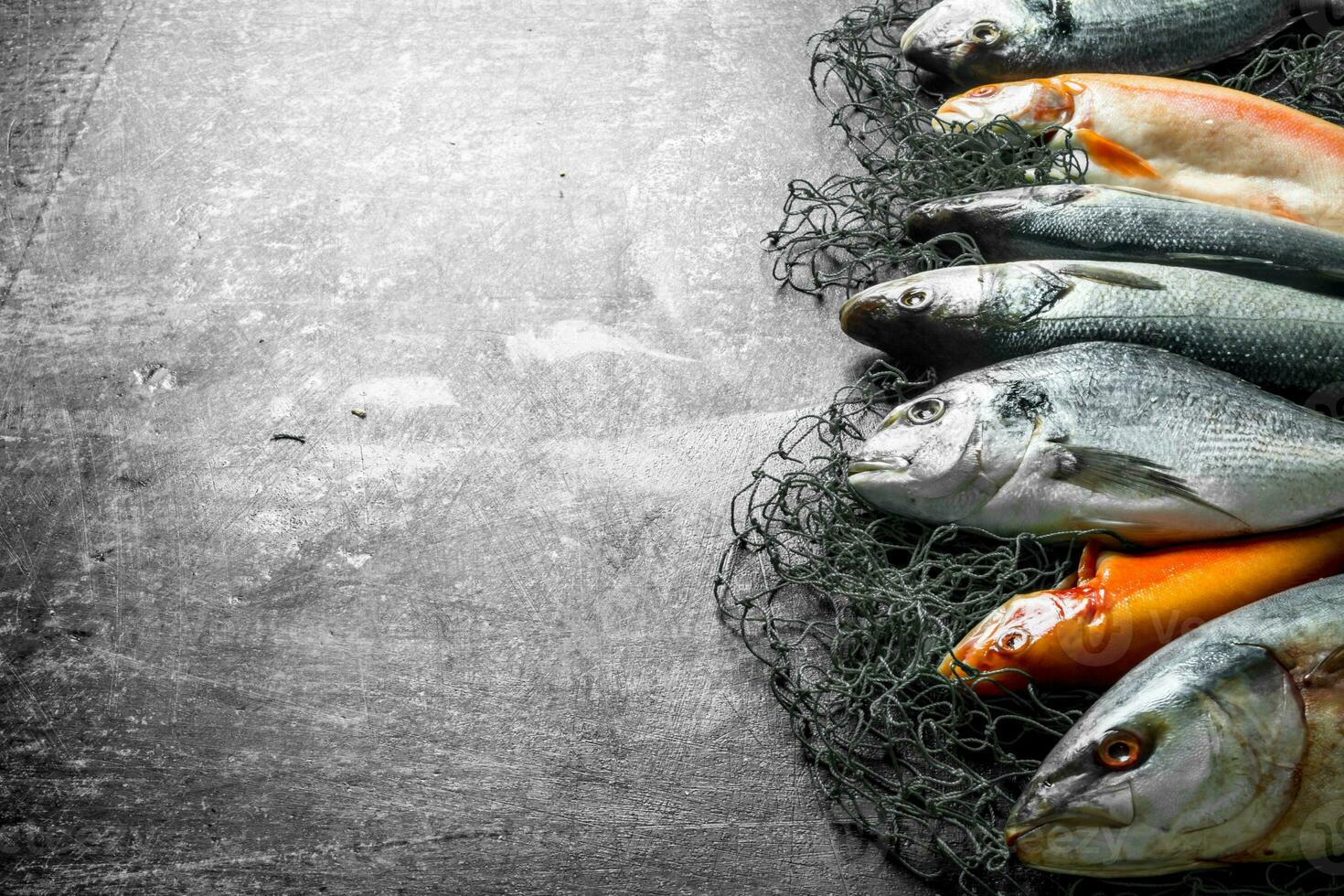 Assortment of fresh fish on the fishing net. photo