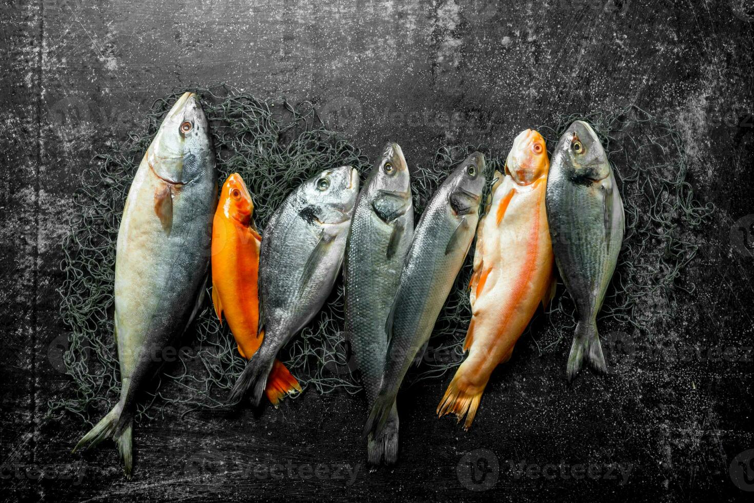 Assortment of fresh fish on the fishing net. photo