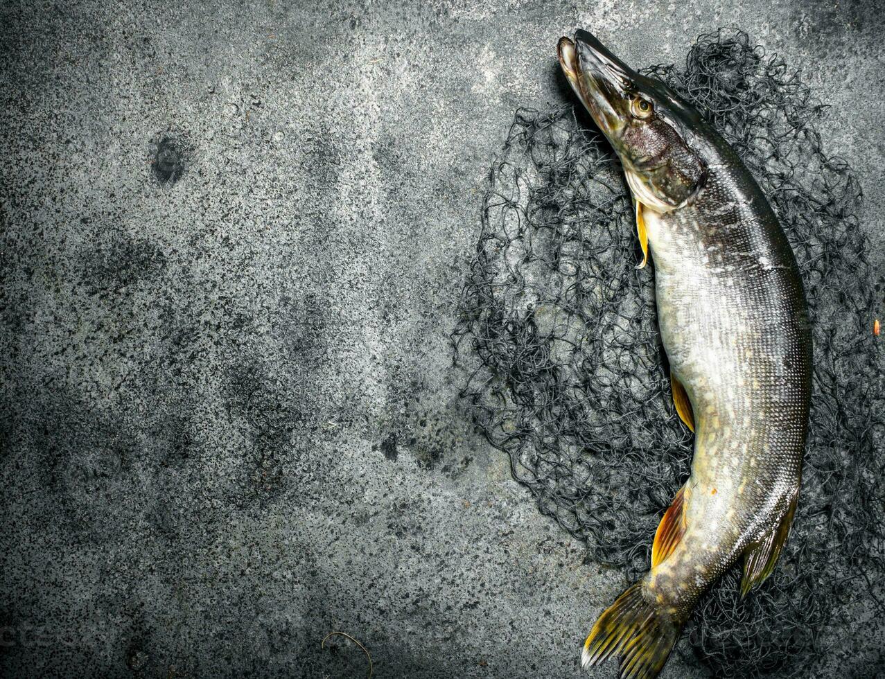 Fresh pike with a fishing net. photo