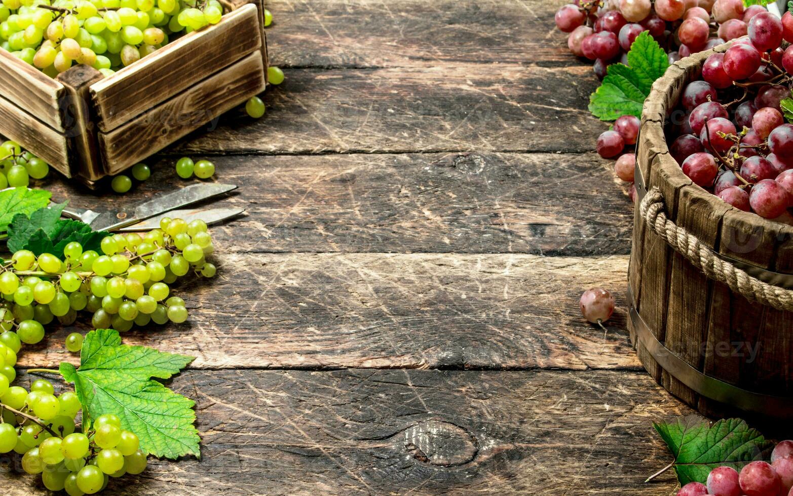 fresh harvest of grapes in boxes. photo