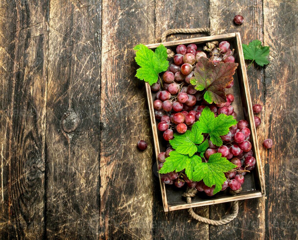 Red grapes on an old tray. photo