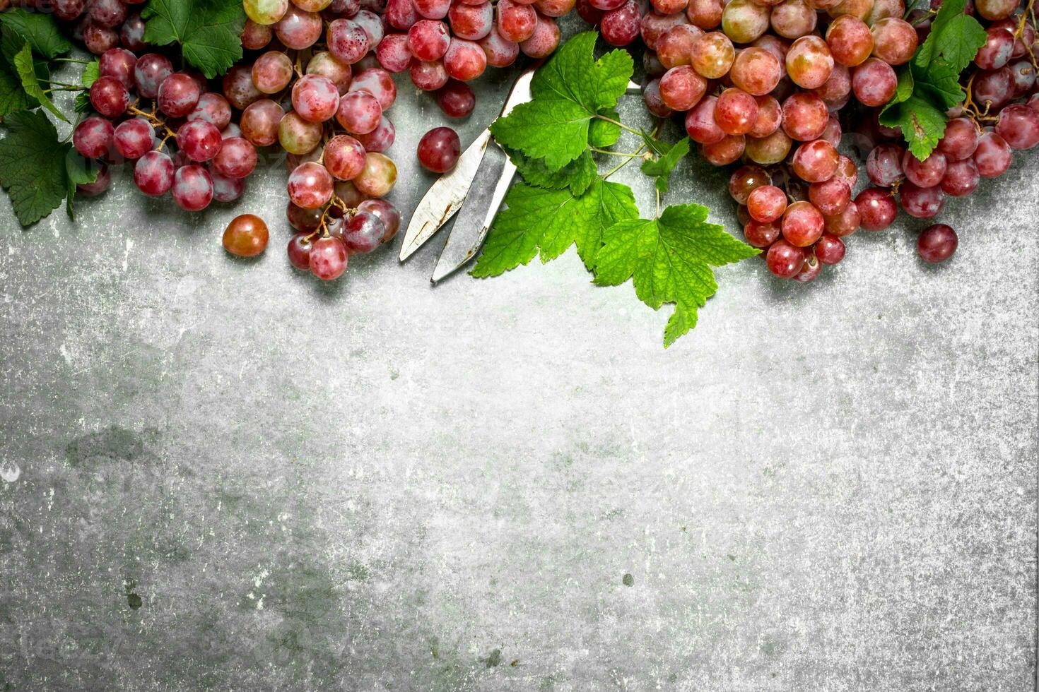 Bunches of red grapes in with leaves. photo