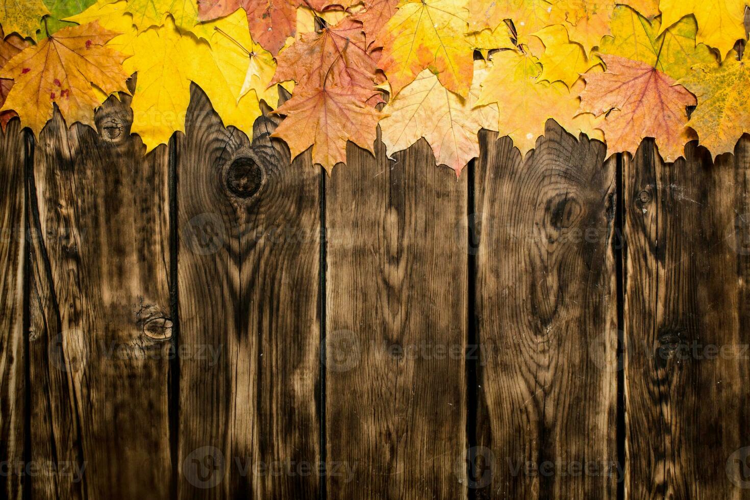 Autumn maple leaves. photo