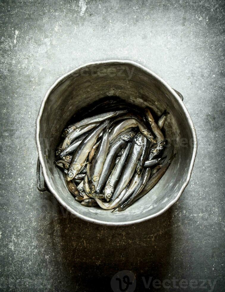 Sprat in the old pot. photo