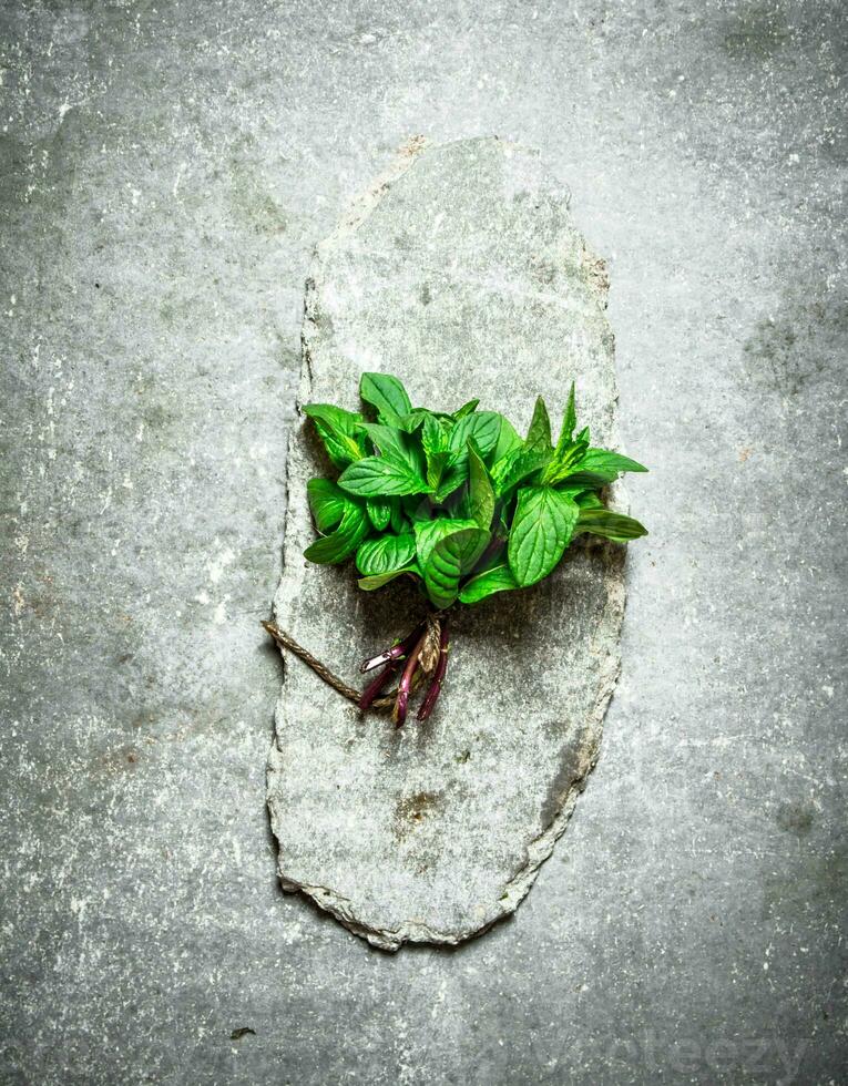 Bunch of fresh mint. photo