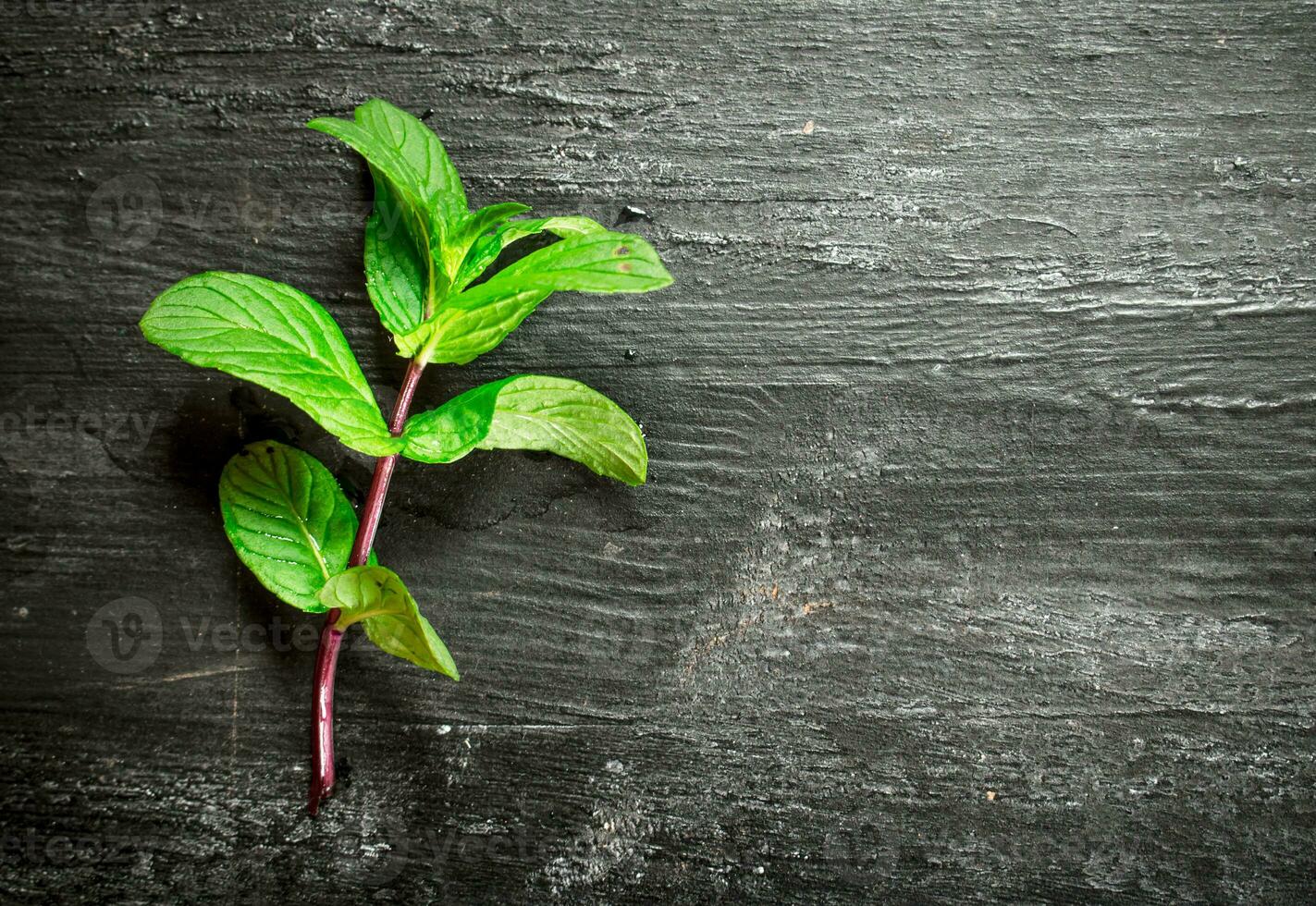 Branch of fresh mint. photo