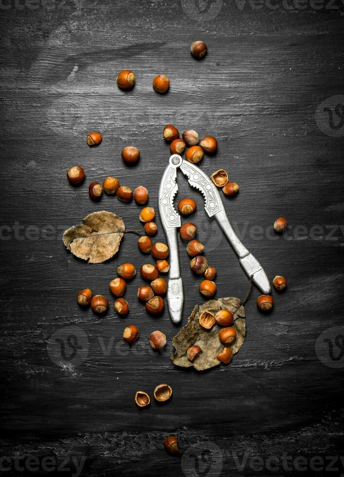 The Nutcracker with hazelnuts and dried leaves. photo