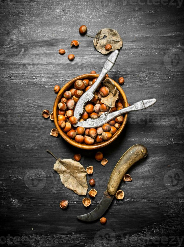 Hazelnuts in a bowl photo
