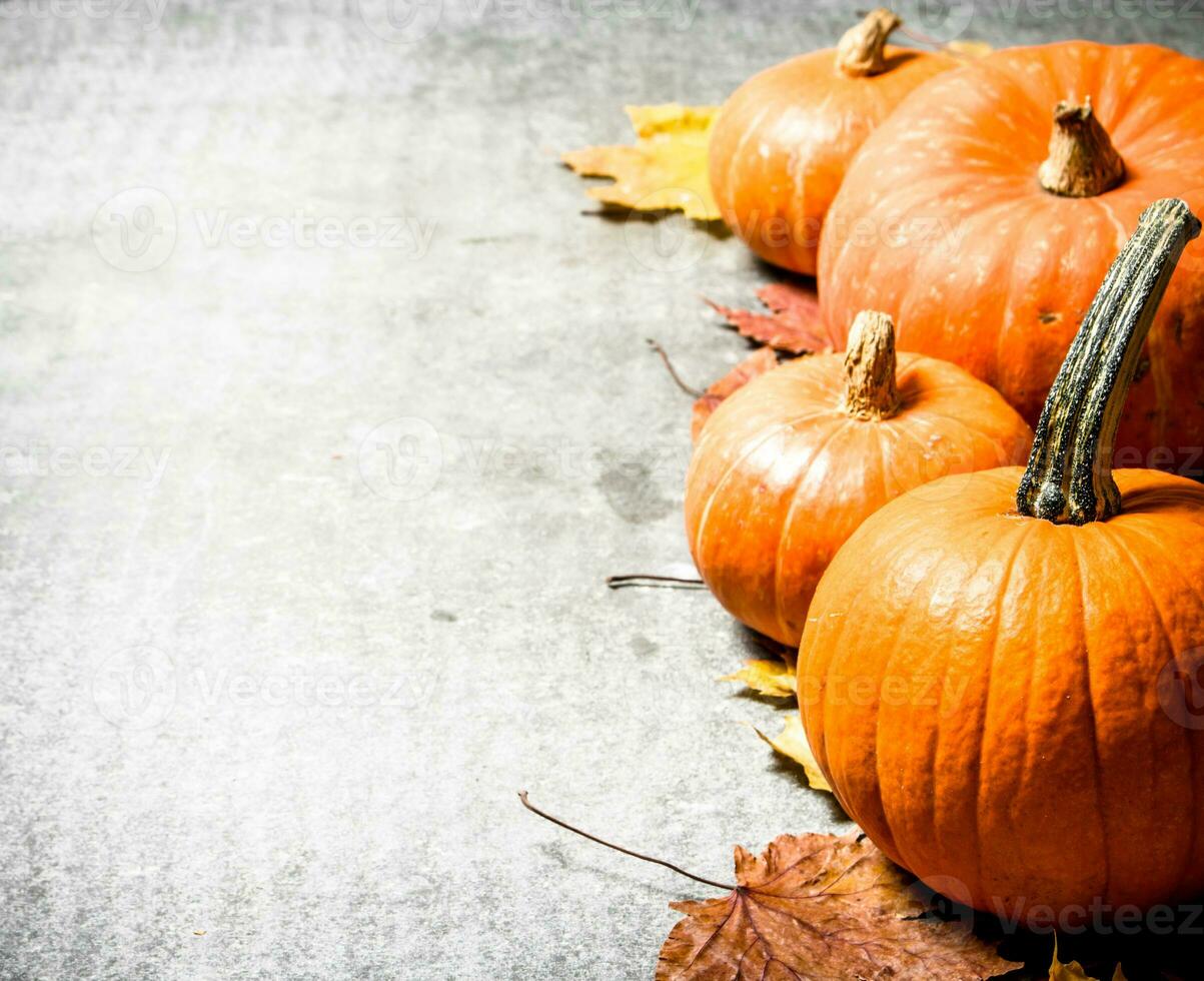 Pumpkins with autumn leaves. photo
