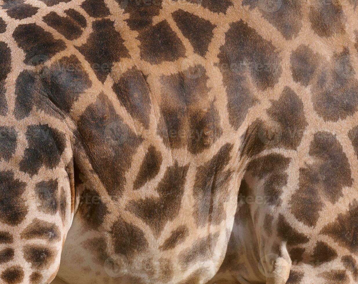 Texture of giraffe fur, fragment of the animal's body photo