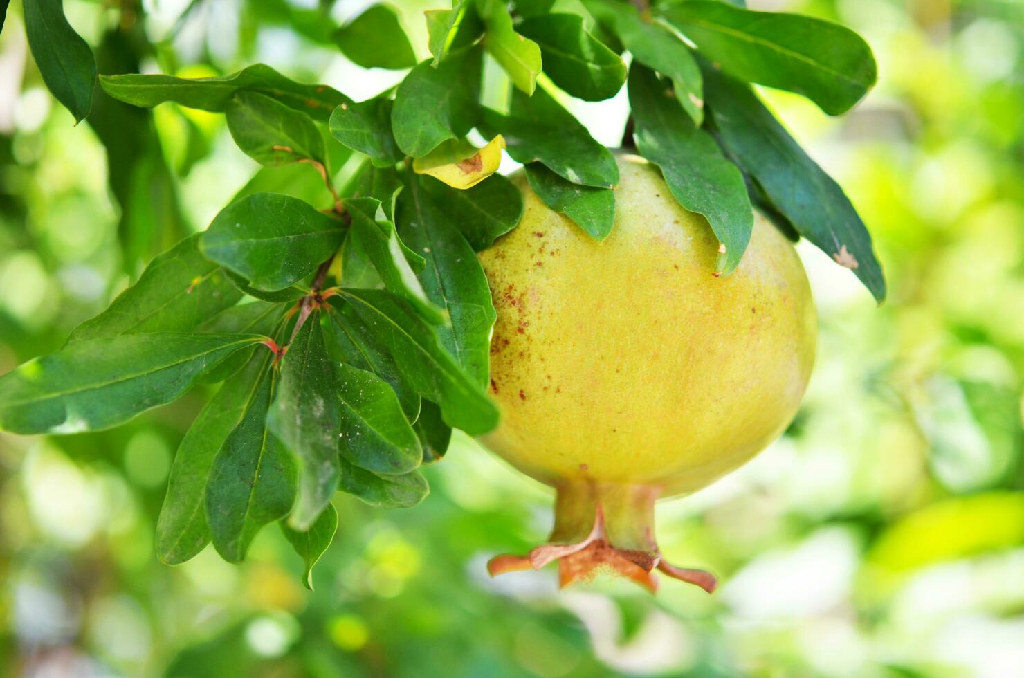 Growing a pomegranate on the tree. photo