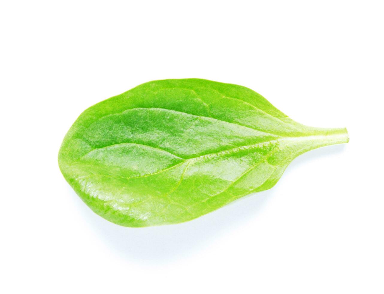 Green spinach leaf on white background - Image photo