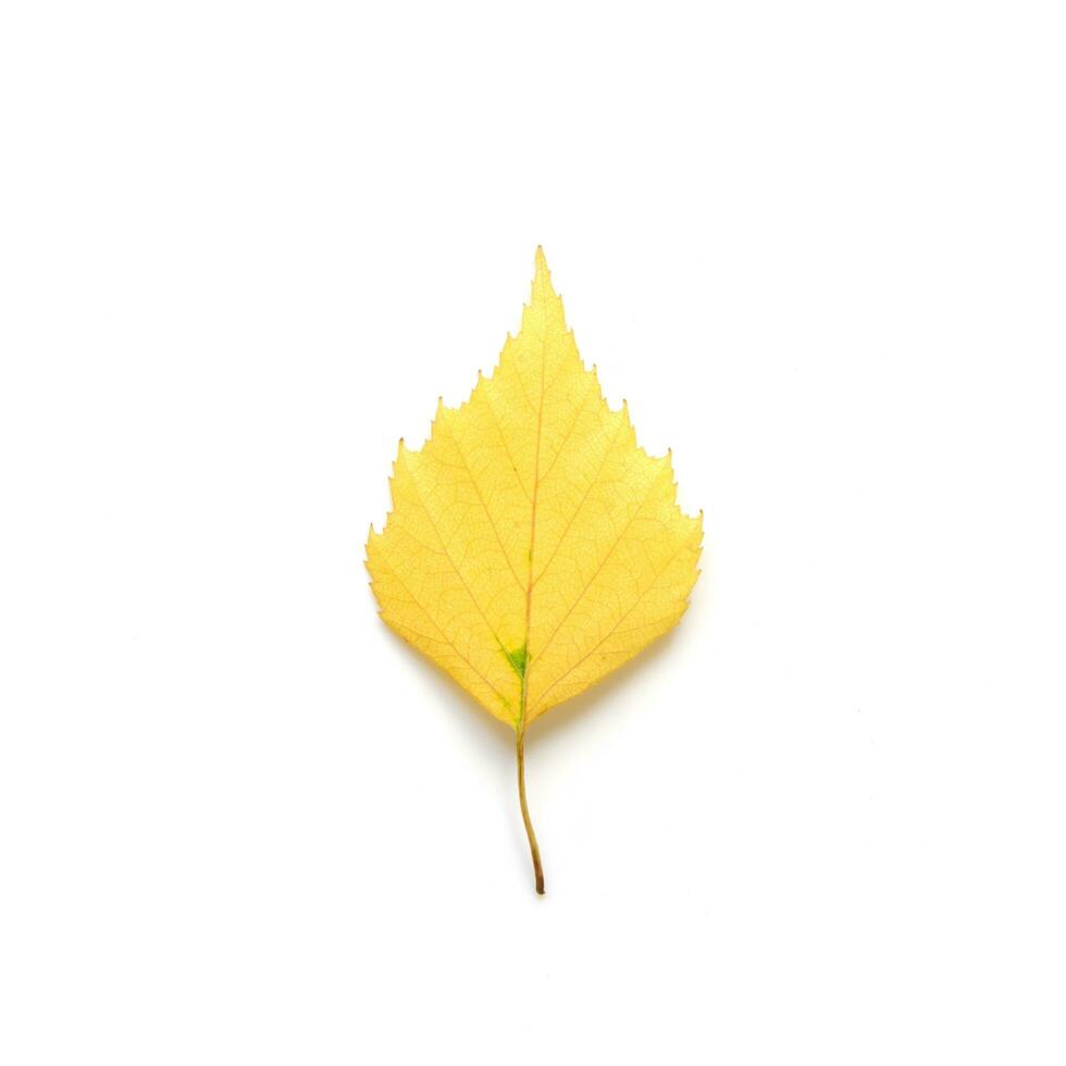 Autumn leaf isolated on white background. - Image photo