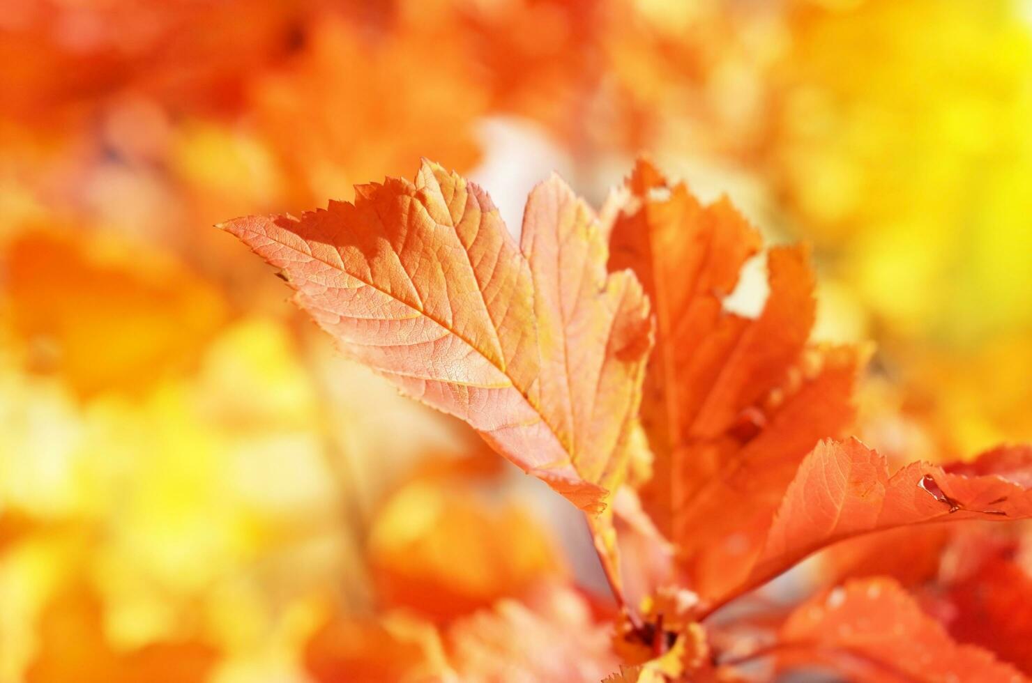 Autumn leaves on the sun. Fall blurred background. - Image photo