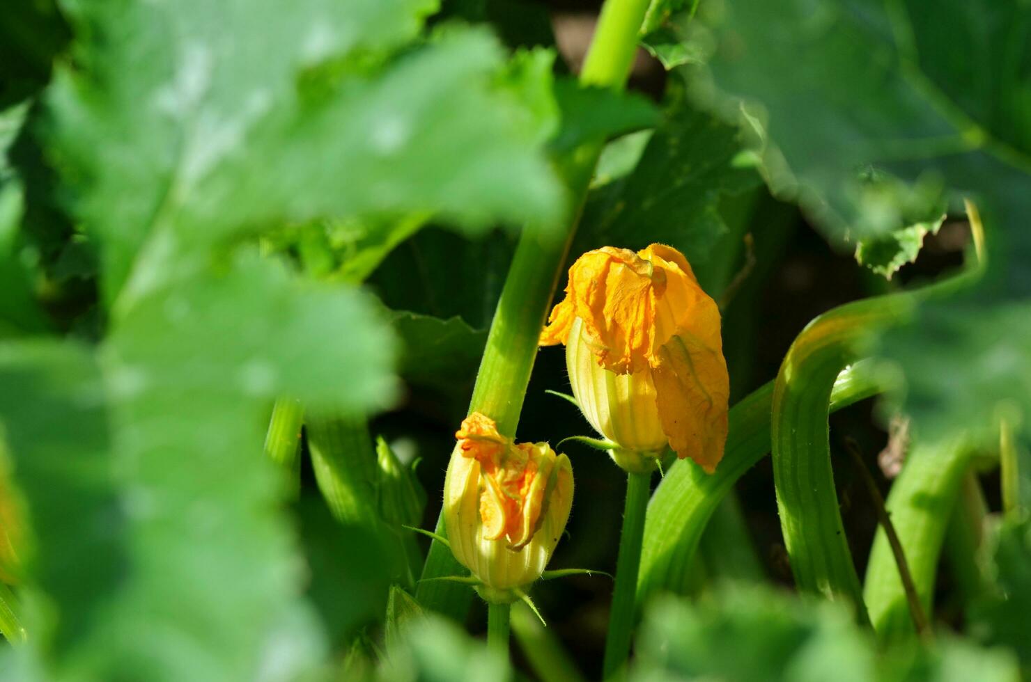 zucchini flowers growing in summer garden photo