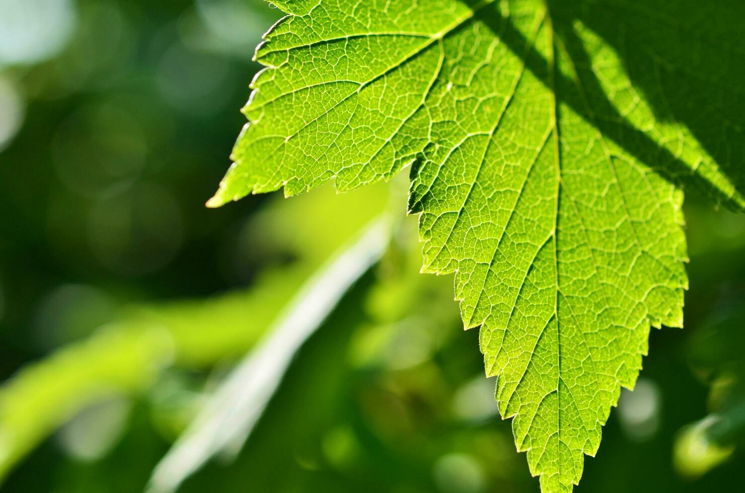 Close-up of leaf, green leaf in the garden. Macro of green leaf in forest. Texture of leaf. Currant leaves. photo