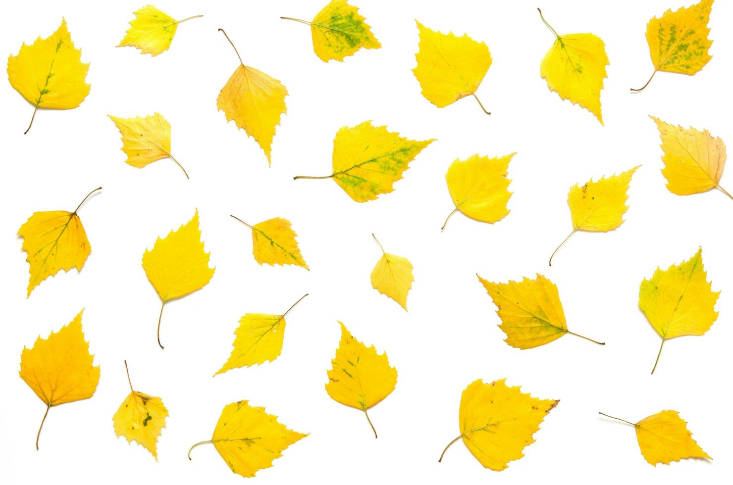Pattern of yellow autumn leaves isolated on white. - Image photo