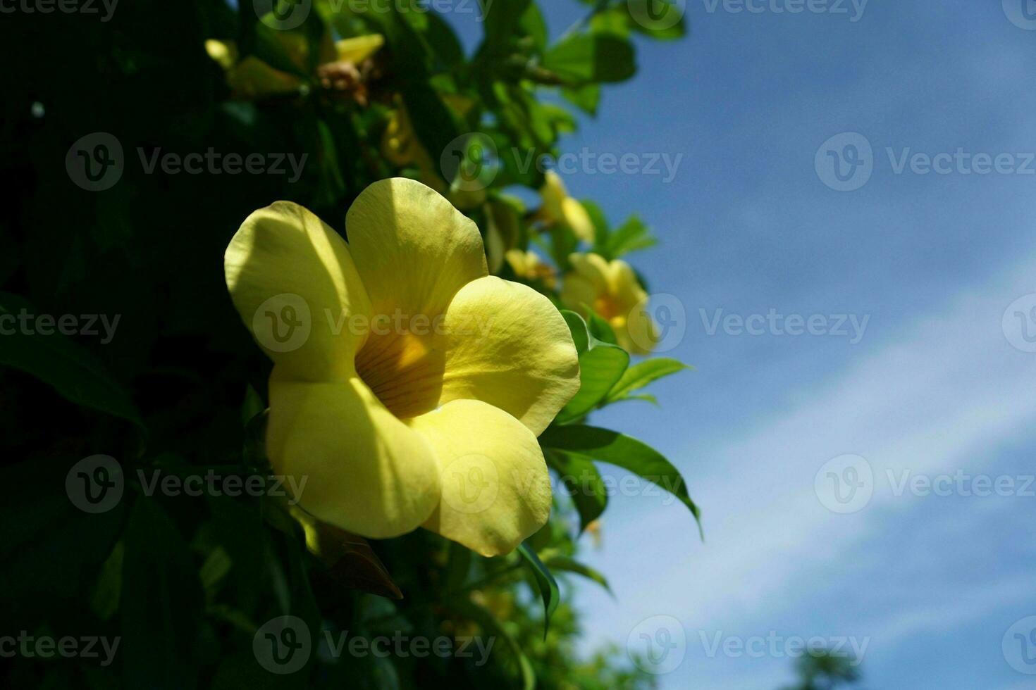 amarillo flor con azul cielo fondo, allamanda cathartica foto