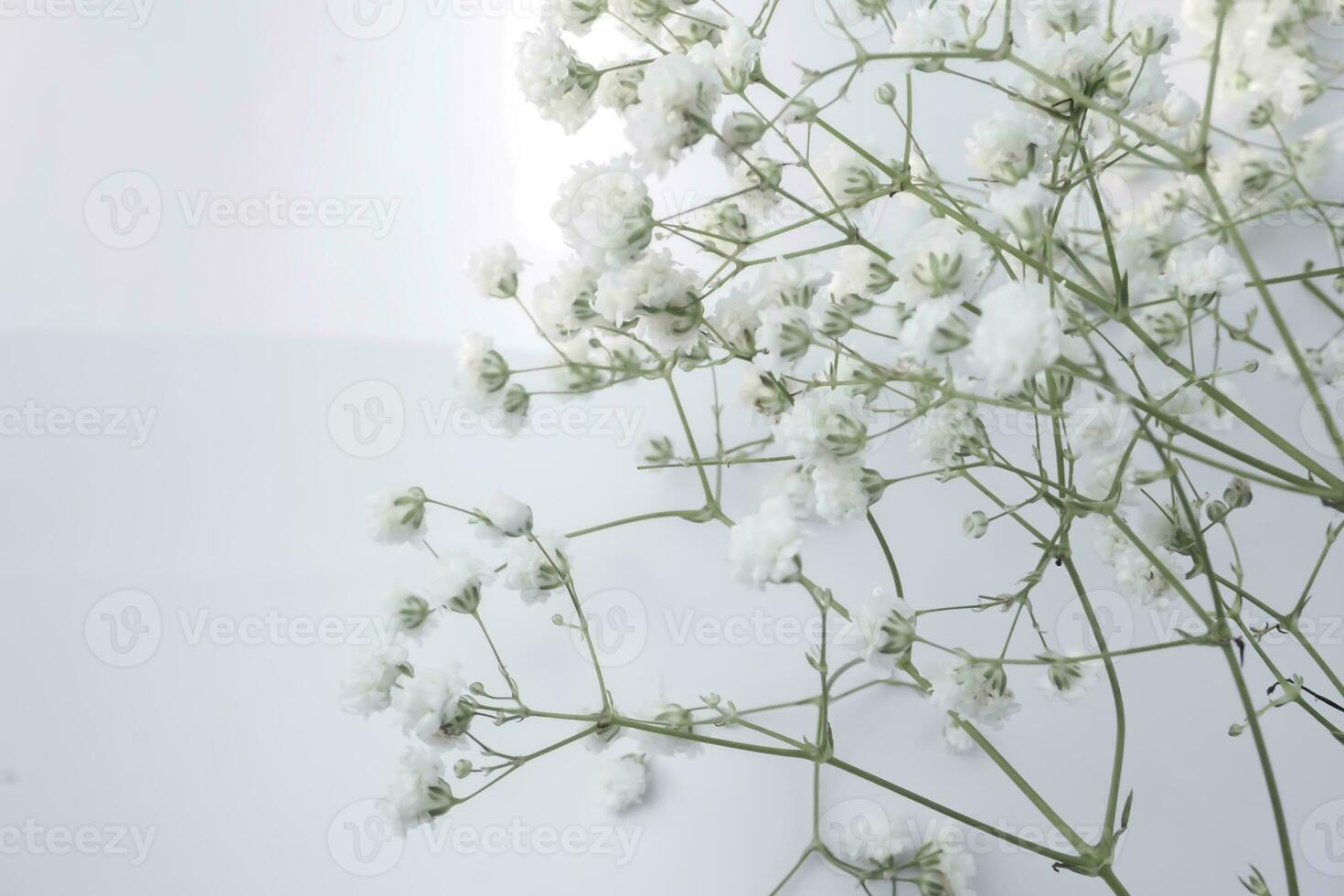 White baby's breath flowers on a white background. Soft focus. photo