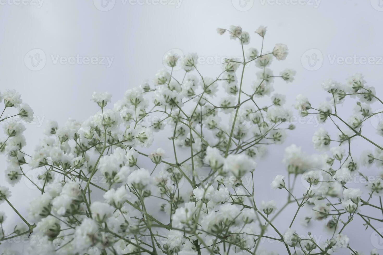 White baby's breath flowers on a white background. Soft focus. photo