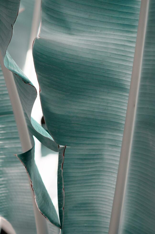 Abstract green leaf texture, nature background, tropical leaf. - Image photo