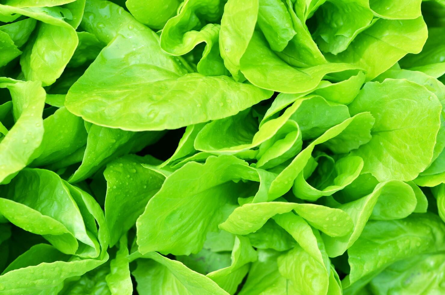 Salad texture. Green lettuce growing in vegetable garden. photo