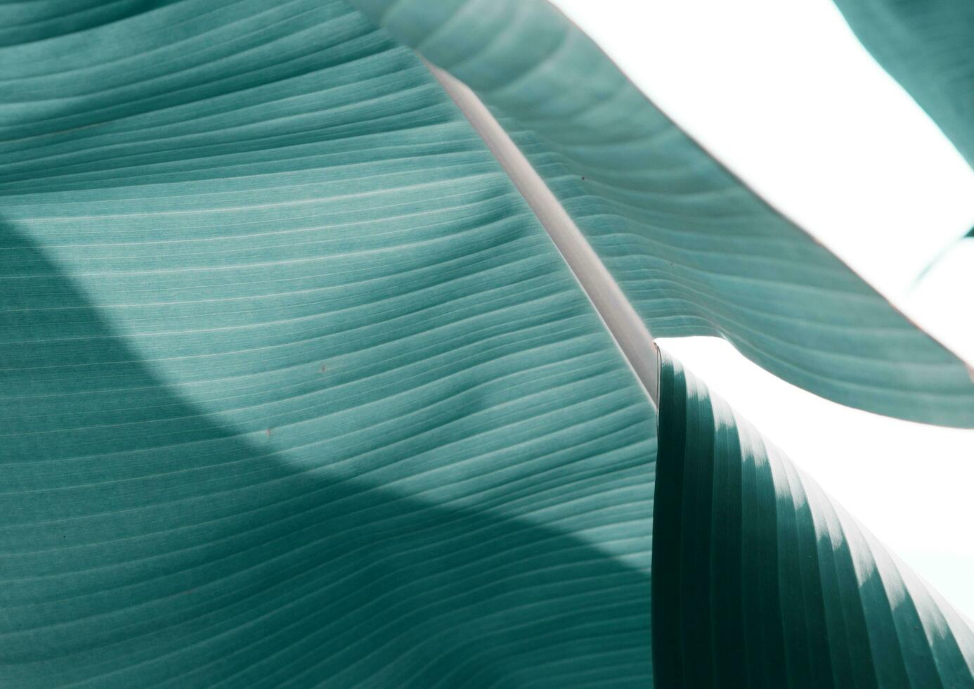 Abstract green leaf texture, nature background, tropical leaf. - Image photo