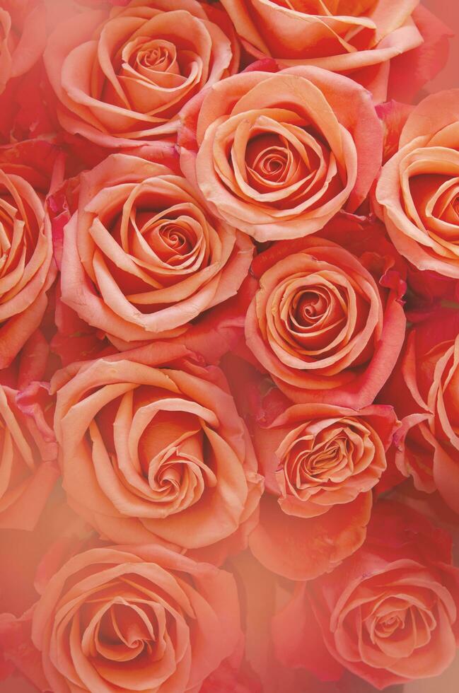 Background of orange and peach roses. - Image 32038592 Stock Photo at