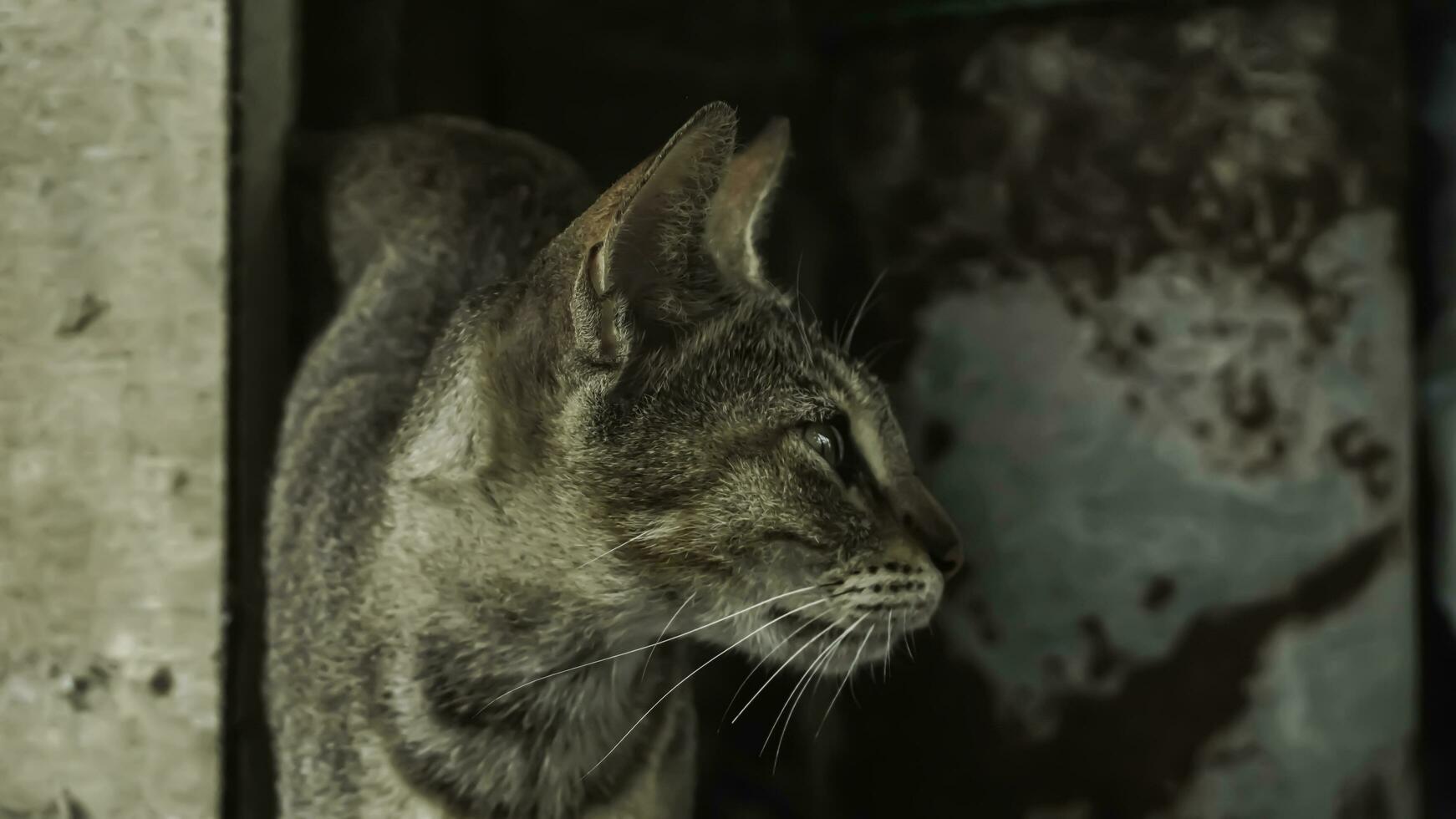 Cute domestic cat in the garden. Selective focus. Portrait of a wild cat in a natural environment. Sitting, standing, close up. photo
