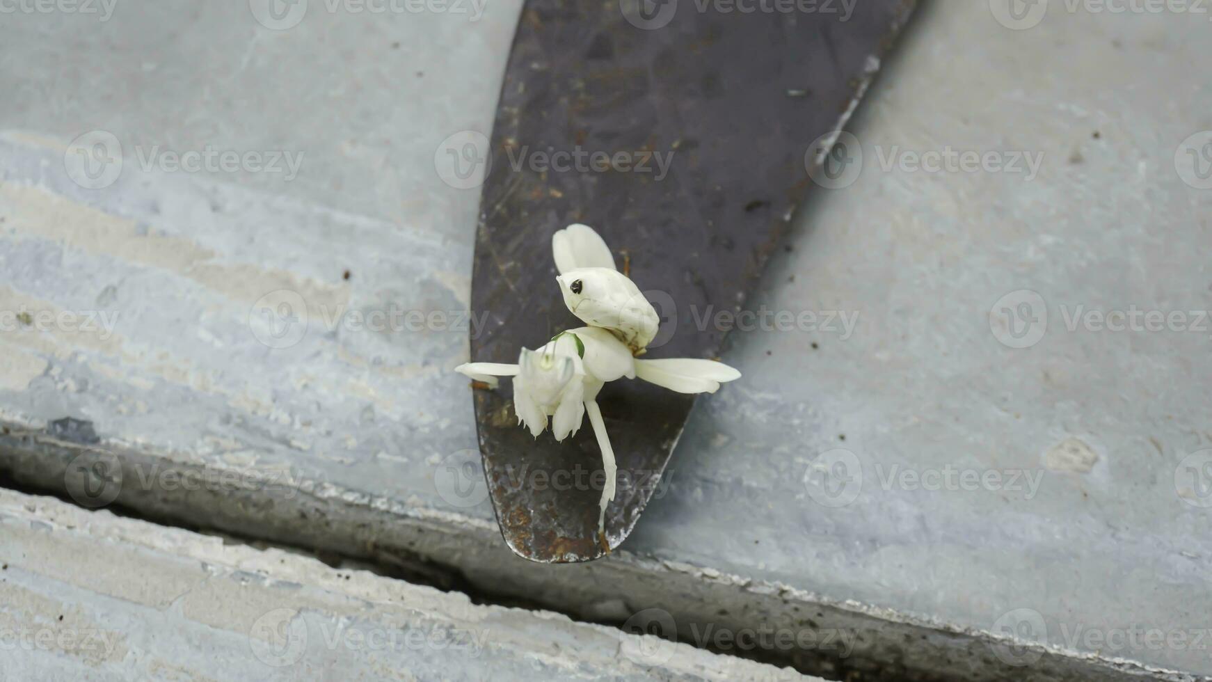 Mantis grasshopper on an iron sickle with a tile floor background. photo