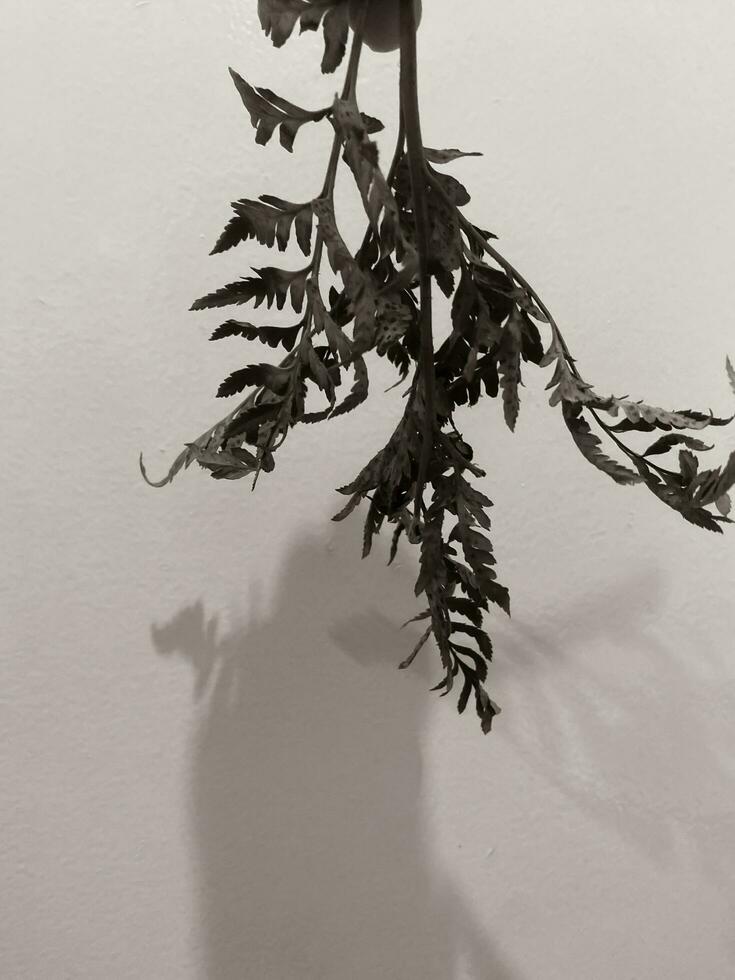 Leaves of plants on a wall background, neutral light, black-and-white close-up photo