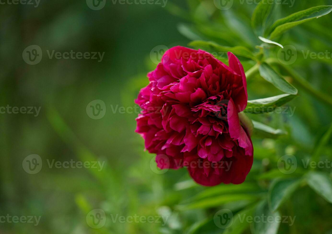 Red peony bud with green leaves in the garden photo