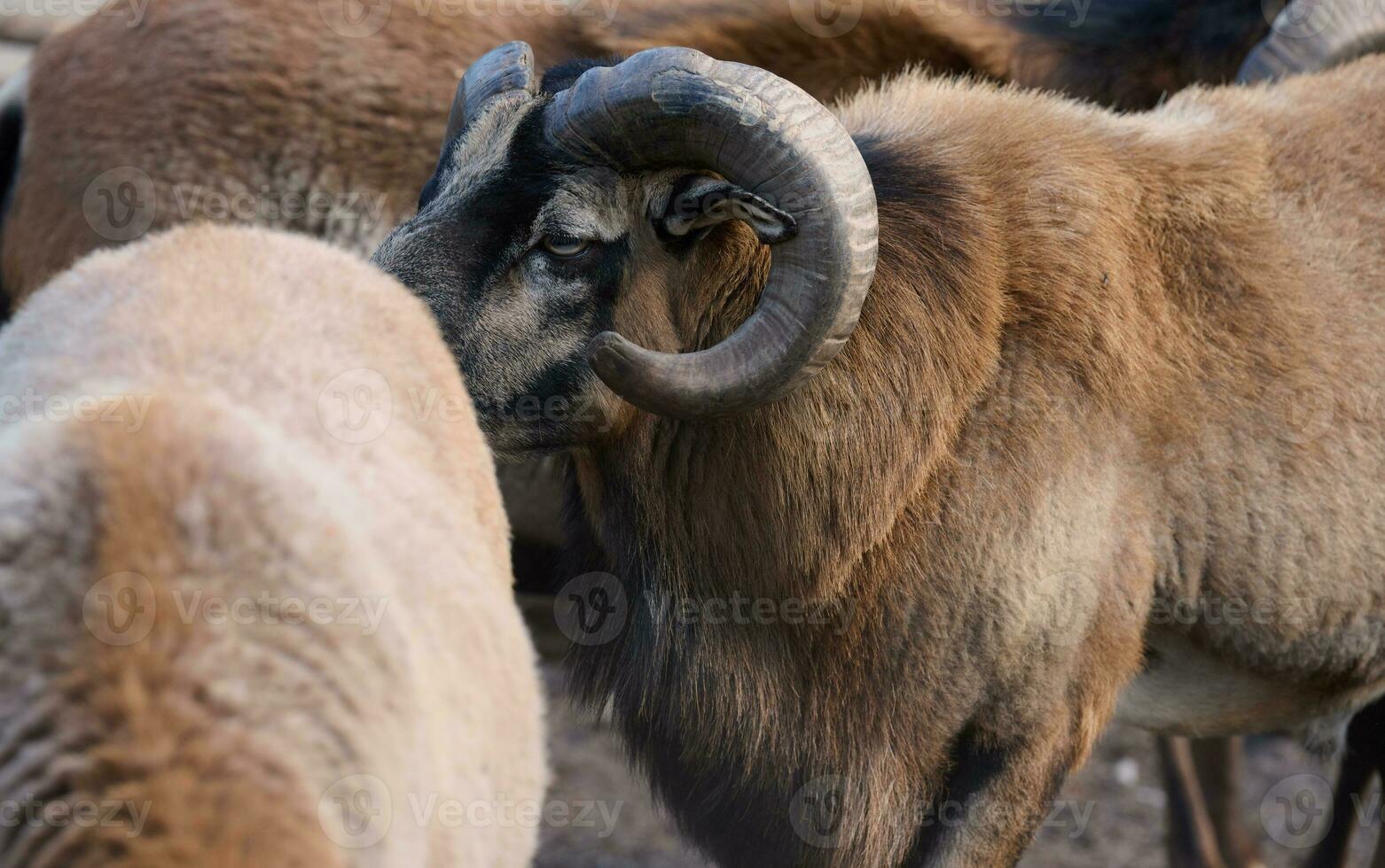 A herd of Cameroonian sheep during the day photo