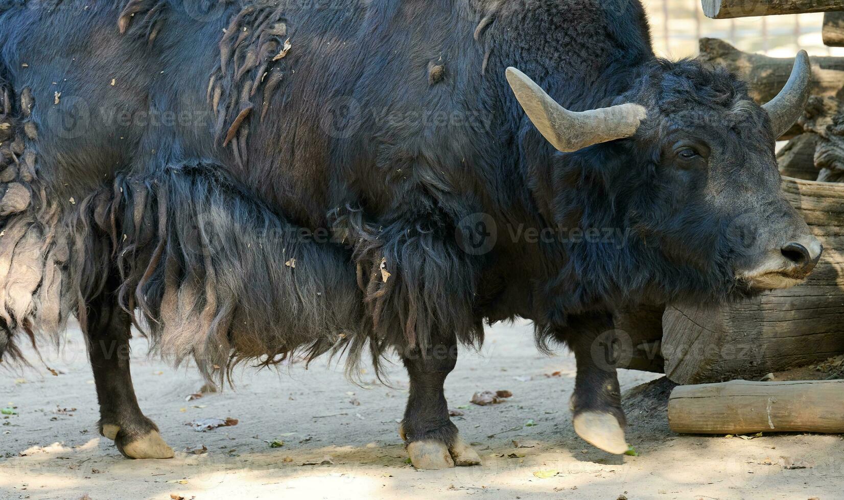 Big adult brown yak summer photo