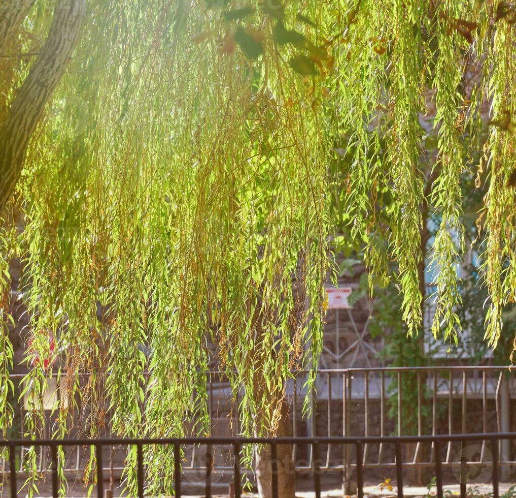 Hanging willow branches in the sun photo