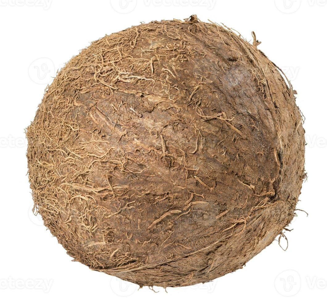 Whole round coconut on white isolated background photo