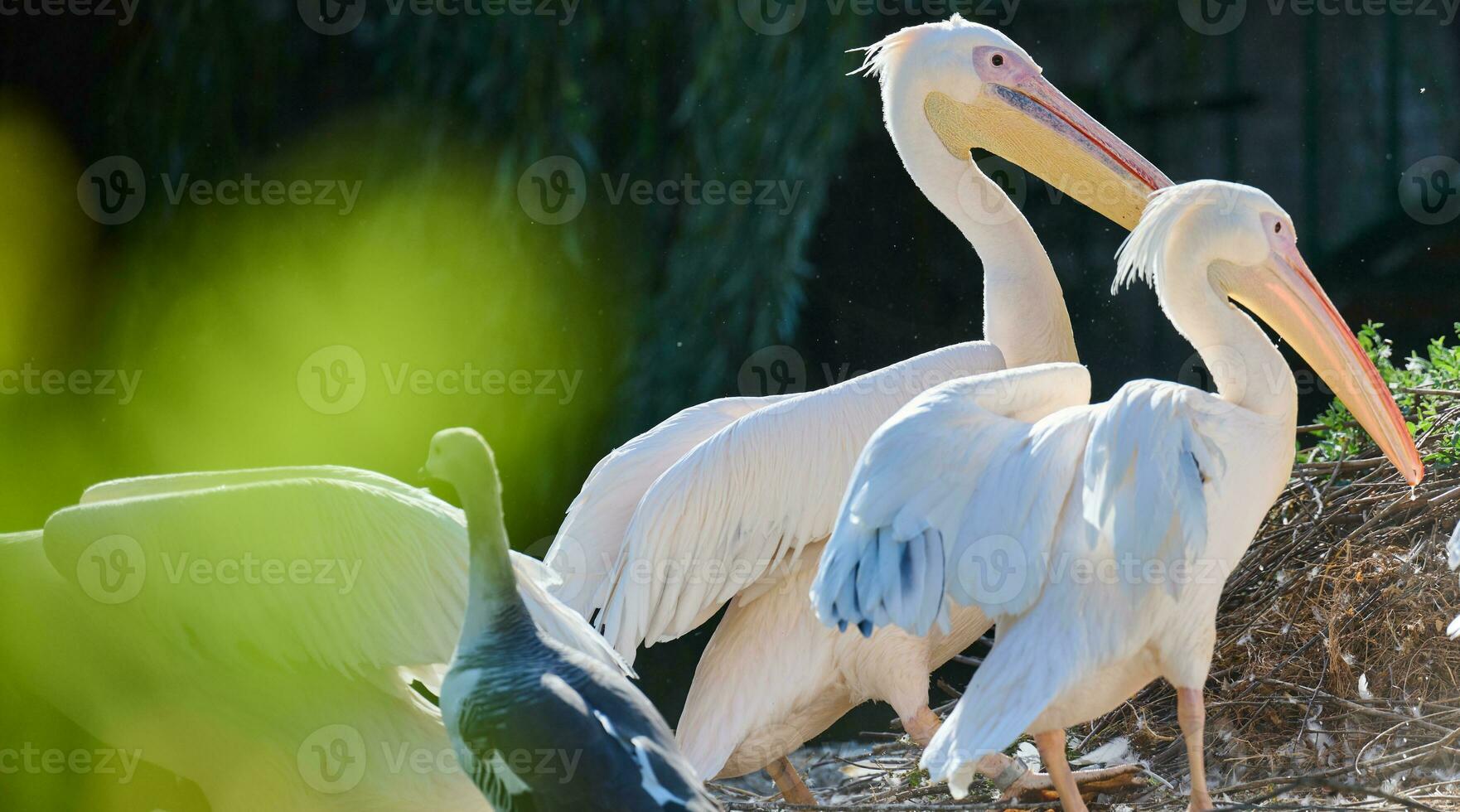 A flock of white pelicans on a pond on an autumn day photo