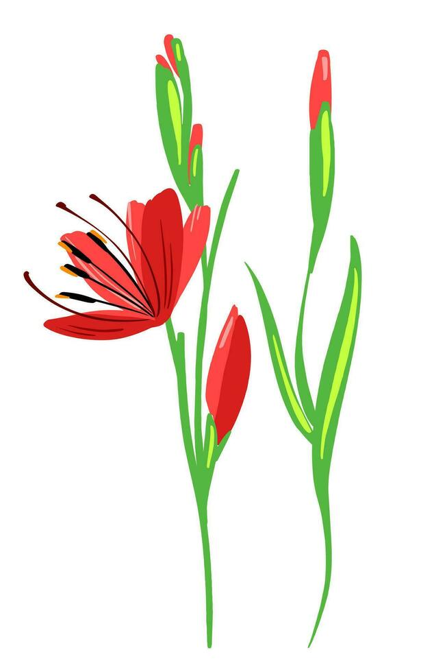 hermosa rojo color gladiolo me gusta flor composición. vector sencillo brillante color botánico grupo para decoración. floral elemento.