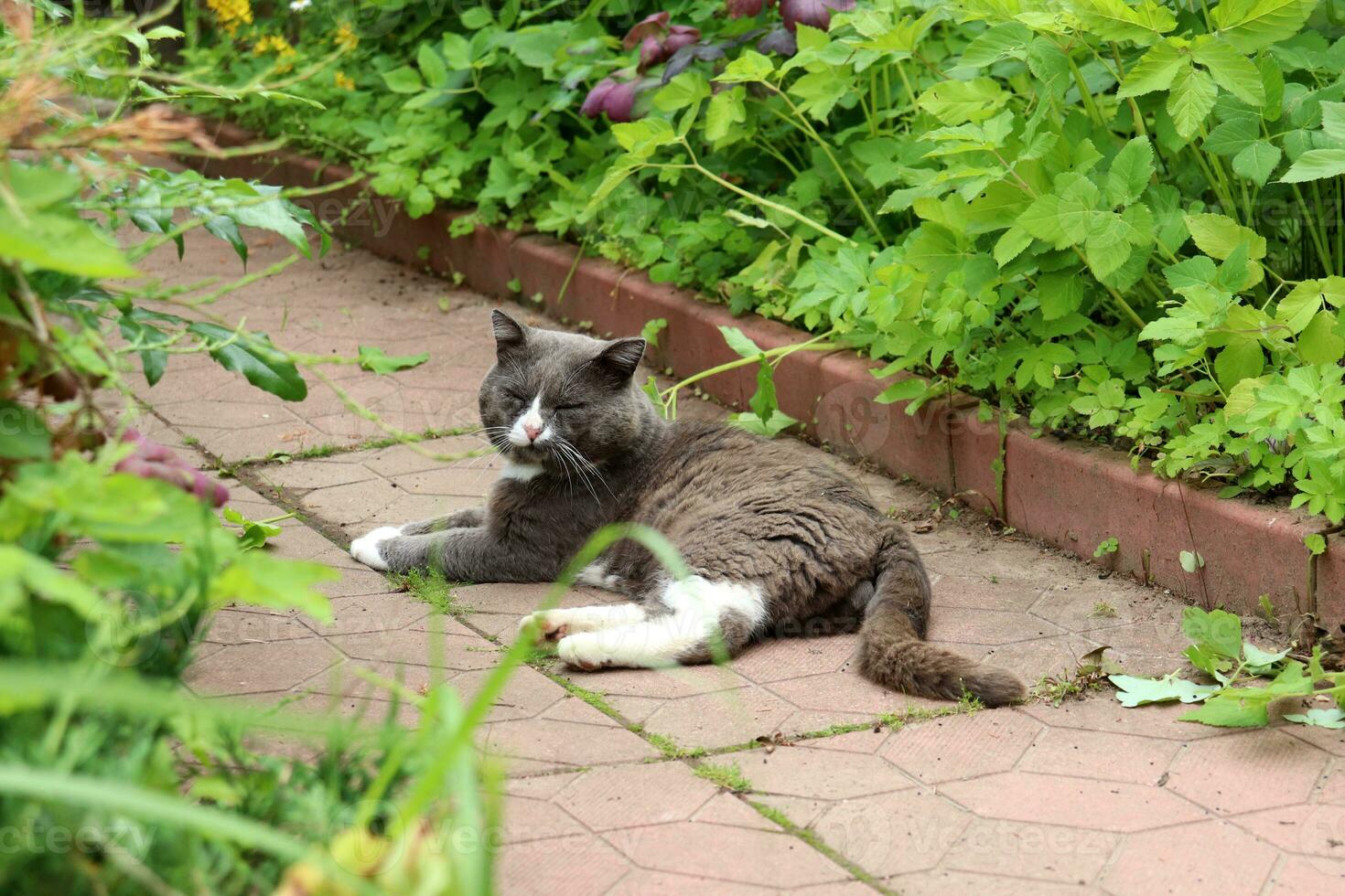 A gray cat takes a nap on its side photo
