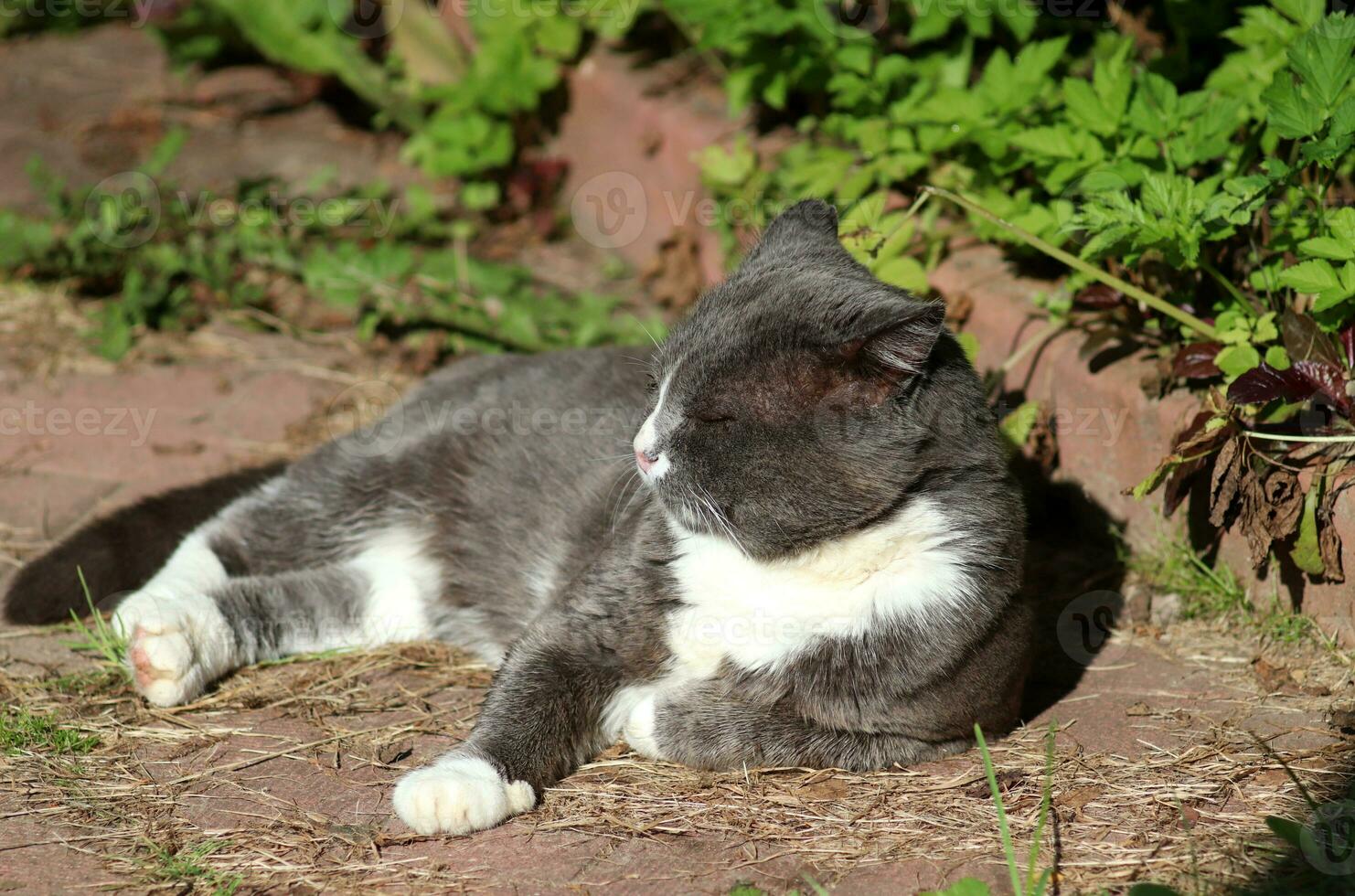 A gray cat is dozing on his side, with his paw tucked under him, on a path in the sun. Horizontal photo, close-up photo