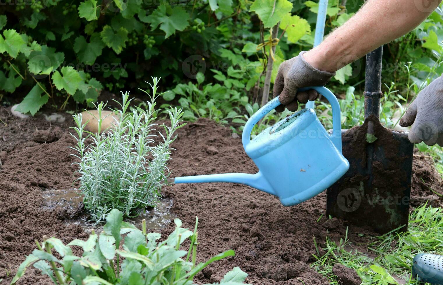 A male senior gardener waters a newly planted lavender bush in a flowerbed in the garden in summer. A hand in a glove with a watering can - close-up, horizontal photo. photo