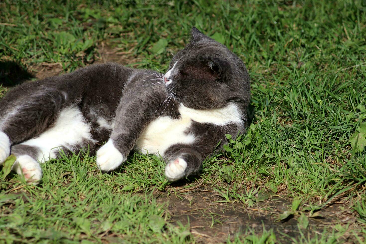 A gray cat lies on the grass on its side on a sunny summer day and looks away. Horizontal photo, close-up photo