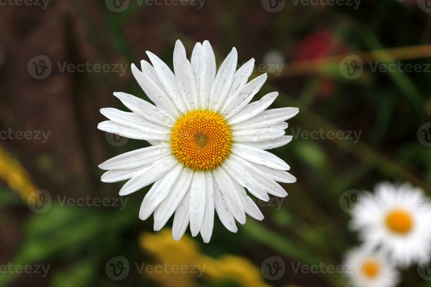 Garden chamomile with drops on petals after rain against the background of earth and grass and other daisies. Horizontal macro photo