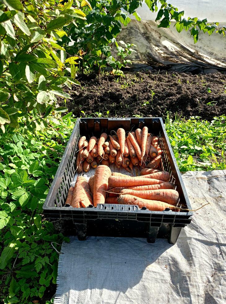el plastico caja de maduro zanahorias en el vegetal jardín, vertical foto. cosecha, sano comiendo foto