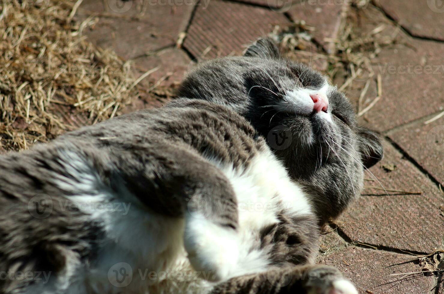 A gray cat sleeps in the summer sun on its back on the path in the yard, with its paw raised. Horizontal photo, close-up photo