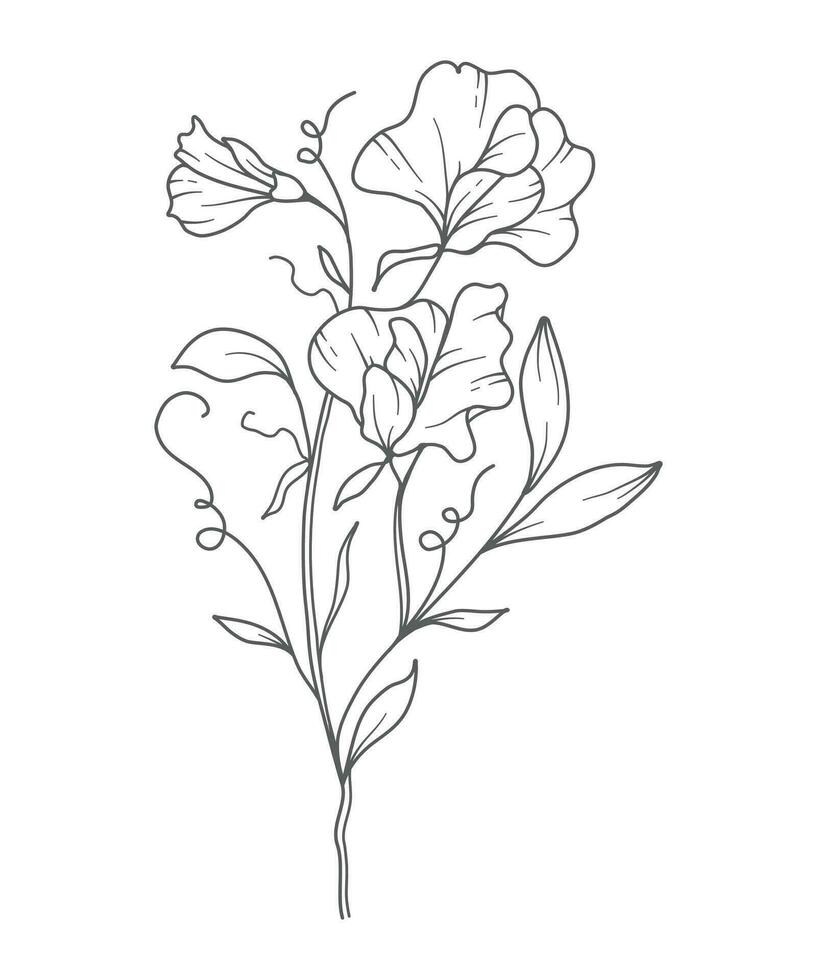 Sweet Pea Line Art. Sweet Pea outline Illustration. April Birth Month Flower. Sweet Pea flower outline isolated on white. Hand painted line art botanical illustration. vector