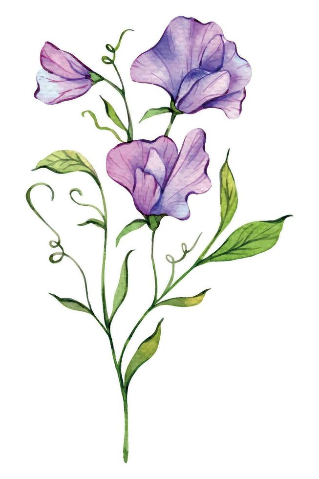 Sweet Pea Watercolor Illustration. Sweet Pea flower isolated on white. April Birth Month Flower. Sweet Pea Hand painted watercolor botanical illustration. vector