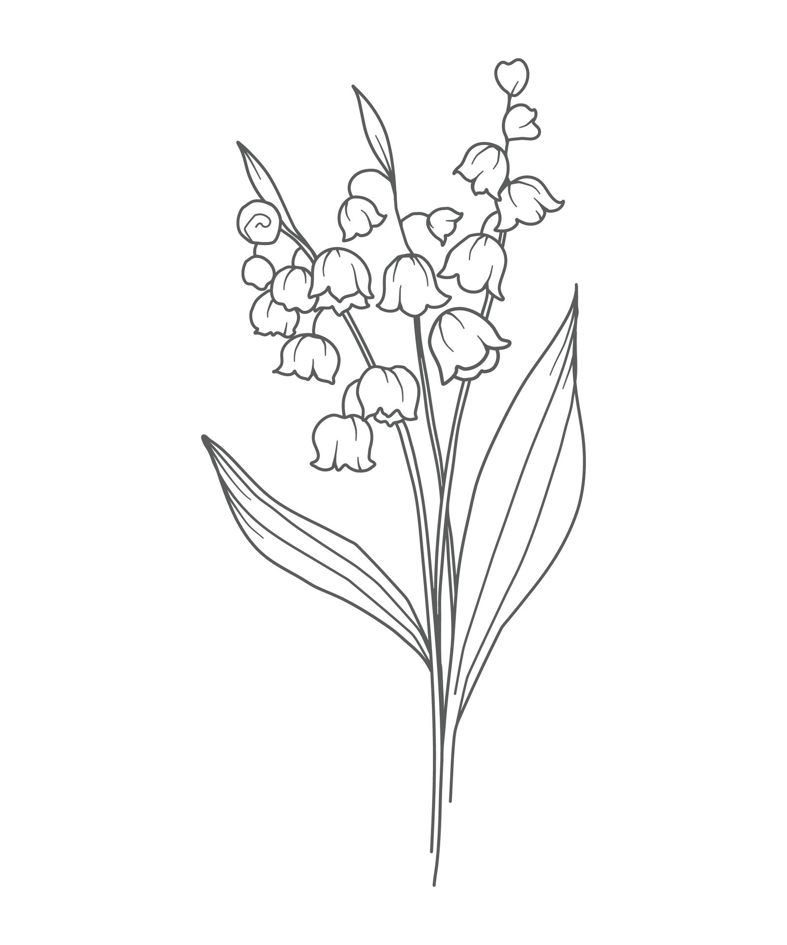 Lily Of the Valley Line Art. Lily Of the Valley outline Illustration ...